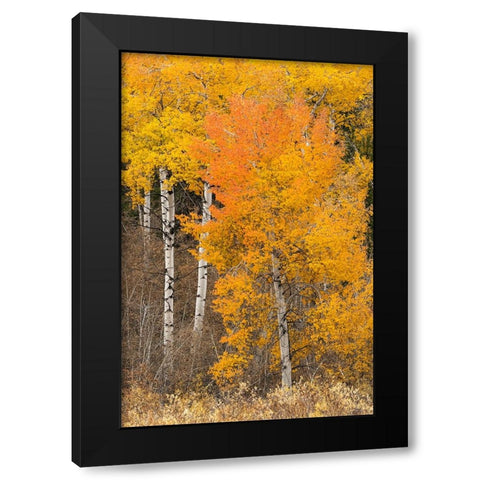 Autumn view of willows and aspen trees along shoreline of Two Ocean Lake-Grand Teton National Park Black Modern Wood Framed Art Print by Jones, Adam