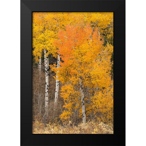 Autumn view of willows and aspen trees along shoreline of Two Ocean Lake-Grand Teton National Park Black Modern Wood Framed Art Print by Jones, Adam