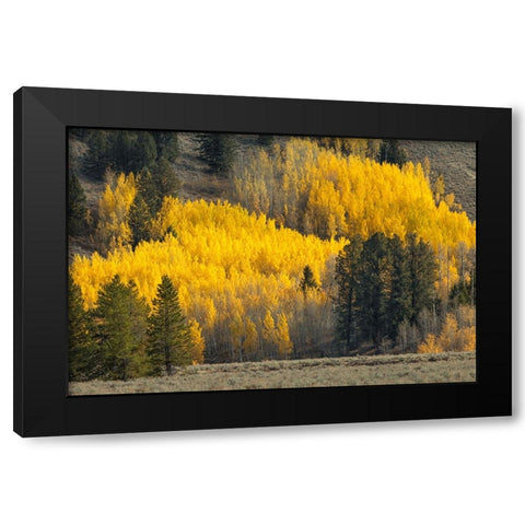 Autumn view of willows along shoreline of Two Ocean Lake-Grand Teton National Park-Wyoming Black Modern Wood Framed Art Print by Jones, Adam