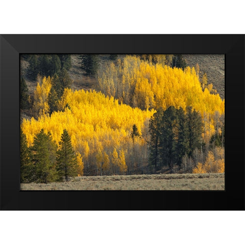Autumn view of willows along shoreline of Two Ocean Lake-Grand Teton National Park-Wyoming Black Modern Wood Framed Art Print by Jones, Adam