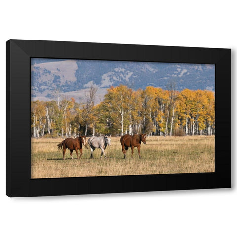 Horses just outside-Grand Teton National Park-Wyoming Black Modern Wood Framed Art Print by Jones, Adam
