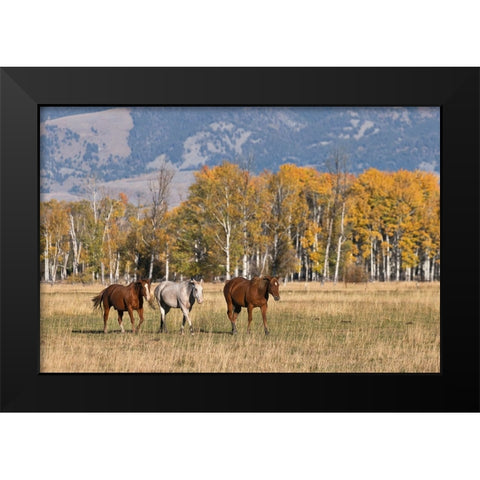 Horses just outside-Grand Teton National Park-Wyoming Black Modern Wood Framed Art Print by Jones, Adam