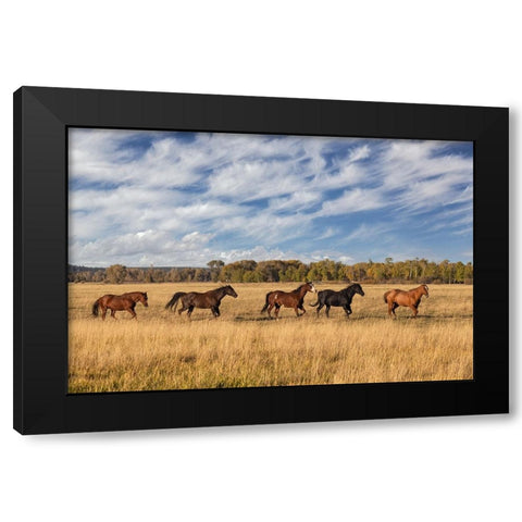 Horses just outside-Grand Teton National Park-Wyoming Black Modern Wood Framed Art Print by Jones, Adam