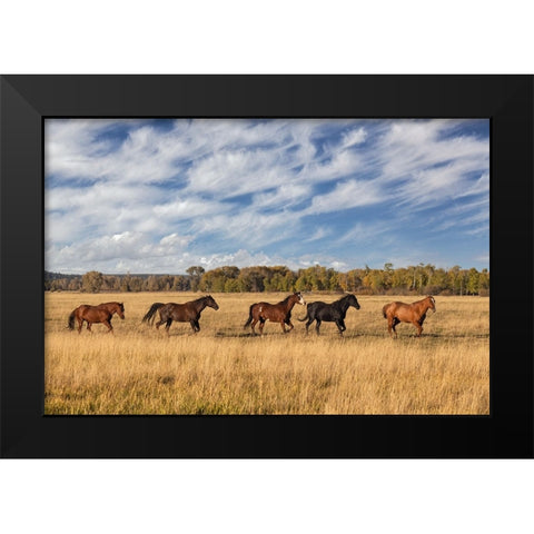 Horses just outside-Grand Teton National Park-Wyoming Black Modern Wood Framed Art Print by Jones, Adam