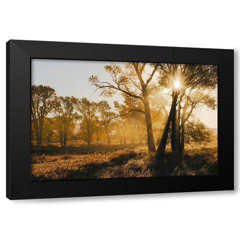 Sunrise through cottonwood trees-Grand Teton National Park-Wyoming Black Modern Wood Framed Art Print by Jones, Adam