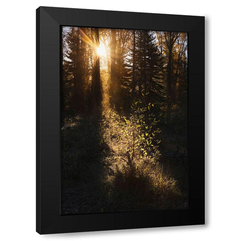 Sunrise through cottonwood trees-Grand Teton National Park-Wyoming Black Modern Wood Framed Art Print by Jones, Adam