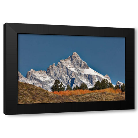 Aspen grove in front of Teton Range-Grand Teton National Park-Wyoming Black Modern Wood Framed Art Print by Jones, Adam