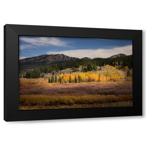 Autumn view of willows and aspen groves-Grand Teton National Park-Wyoming Black Modern Wood Framed Art Print by Jones, Adam