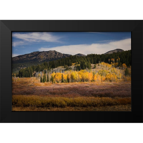 Autumn view of willows and aspen groves-Grand Teton National Park-Wyoming Black Modern Wood Framed Art Print by Jones, Adam