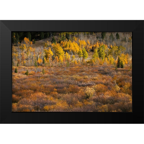 Autumn view of willows and aspen groves-Grand Teton National Park-Wyoming Black Modern Wood Framed Art Print by Jones, Adam
