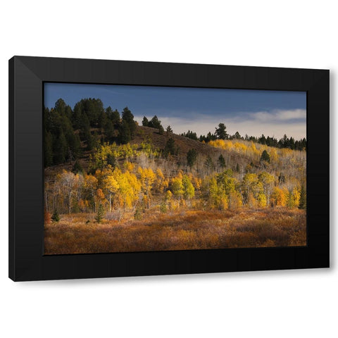 Autumn view of willows and aspen groves-Grand Teton National Park-Wyoming Black Modern Wood Framed Art Print by Jones, Adam