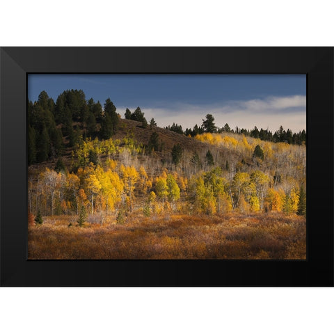 Autumn view of willows and aspen groves-Grand Teton National Park-Wyoming Black Modern Wood Framed Art Print by Jones, Adam