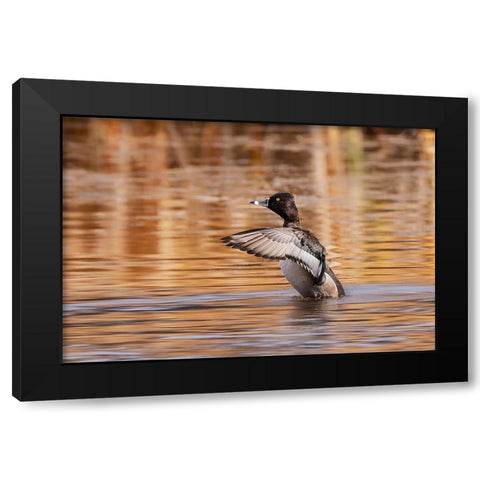 Ring-necked Duck-Grand Teton National Park-Wyoming Black Modern Wood Framed Art Print by Jones, Adam