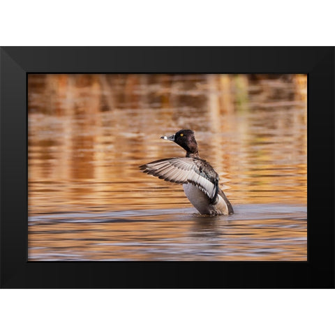 Ring-necked Duck-Grand Teton National Park-Wyoming Black Modern Wood Framed Art Print by Jones, Adam