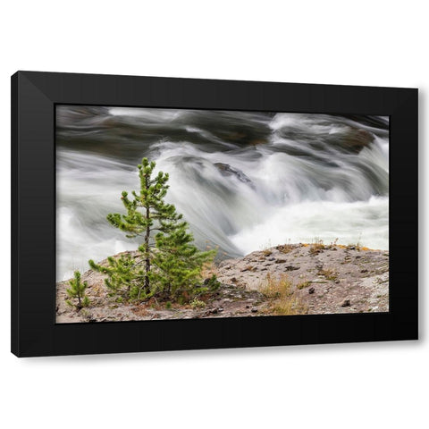 Small evergreen tree along Firehole River-Yellowstone National Park-Wyoming Black Modern Wood Framed Art Print by Jones, Adam