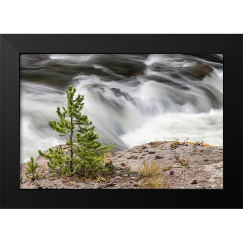Small evergreen tree along Firehole River-Yellowstone National Park-Wyoming Black Modern Wood Framed Art Print by Jones, Adam