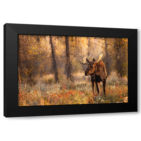 Bull moose in autumn-Grand Teton National Park-Wyoming Black Modern Wood Framed Art Print with Double Matting by Jones, Adam
