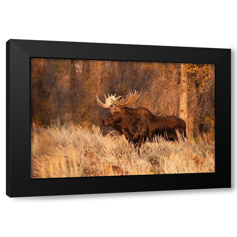 Bull moose in autumn-Grand Teton National Park-Wyoming Black Modern Wood Framed Art Print with Double Matting by Jones, Adam