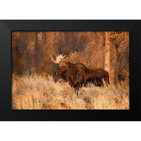 Bull moose in autumn-Grand Teton National Park-Wyoming Black Modern Wood Framed Art Print by Jones, Adam