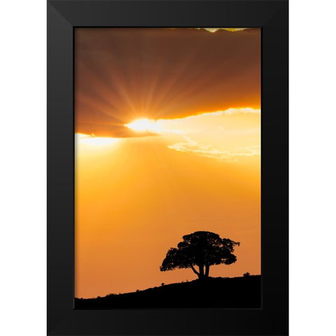Single tree silhouetted at sunrise-Yellowstone National Park-Wyoming Black Modern Wood Framed Art Print by Jones, Adam