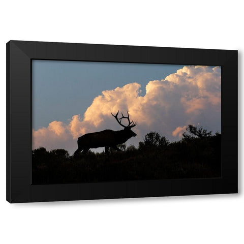 Bull elk or wapiti silhouetted on ridge at sunrise-Yellowstone National Park-Wyoming Black Modern Wood Framed Art Print by Jones, Adam