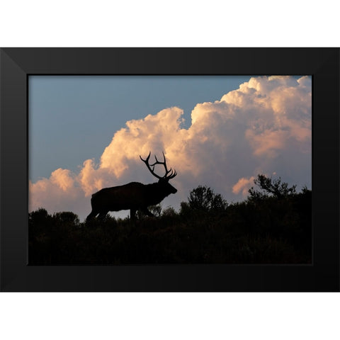 Bull elk or wapiti silhouetted on ridge at sunrise-Yellowstone National Park-Wyoming Black Modern Wood Framed Art Print by Jones, Adam