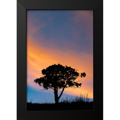 Single tree silhouetted at sunrise-Yellowstone National Park-Wyoming Black Modern Wood Framed Art Print by Jones, Adam