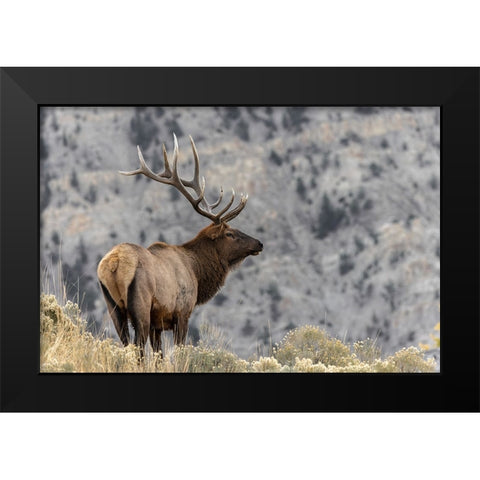 Bull elk or wapiti-Yellowstone National Park-Wyoming Black Modern Wood Framed Art Print by Jones, Adam