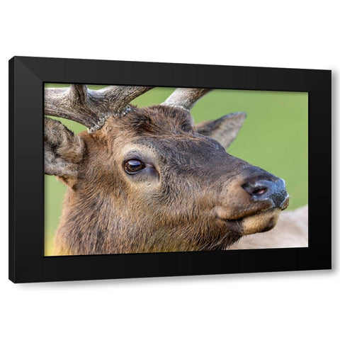 Bull elk or wapiti-Yellowstone National Park-Wyoming Black Modern Wood Framed Art Print with Double Matting by Jones, Adam