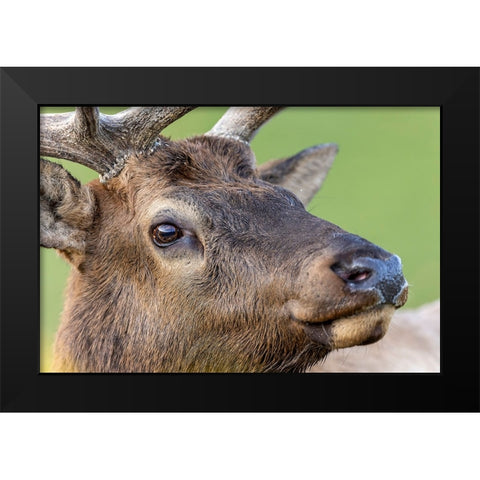 Bull elk or wapiti-Yellowstone National Park-Wyoming Black Modern Wood Framed Art Print by Jones, Adam