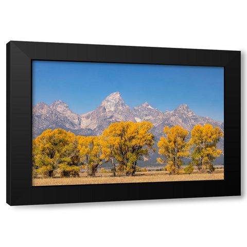 Cottonwood trees in fall and Teton Range-Grand Teton National Park-Wyoming Black Modern Wood Framed Art Print by Jones, Adam