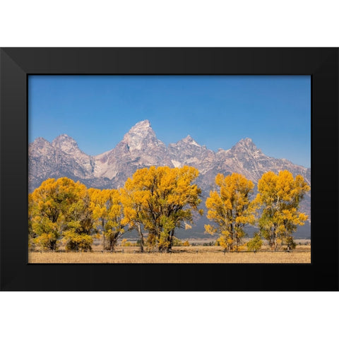 Cottonwood trees in fall and Teton Range-Grand Teton National Park-Wyoming Black Modern Wood Framed Art Print by Jones, Adam