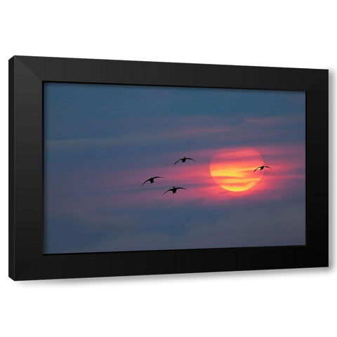 Canada geese silhouetted flying at sunset-Grand Teton National Park-Wyoming Black Modern Wood Framed Art Print with Double Matting by Jones, Adam