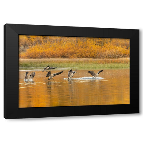 Canada geese landing and reflection on water-Grand Teton National Park-Wyoming Black Modern Wood Framed Art Print with Double Matting by Jones, Adam