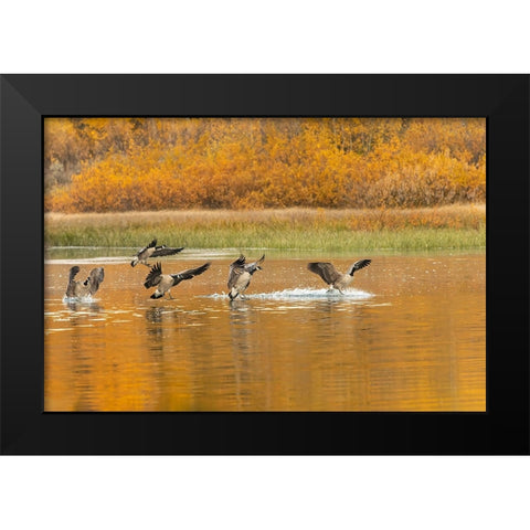 Canada geese landing and reflection on water-Grand Teton National Park-Wyoming Black Modern Wood Framed Art Print by Jones, Adam