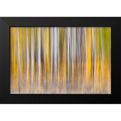 Abstract motion blur on grove of aspen trees-Grand Teton National Park-Wyoming Black Modern Wood Framed Art Print by Jones, Adam