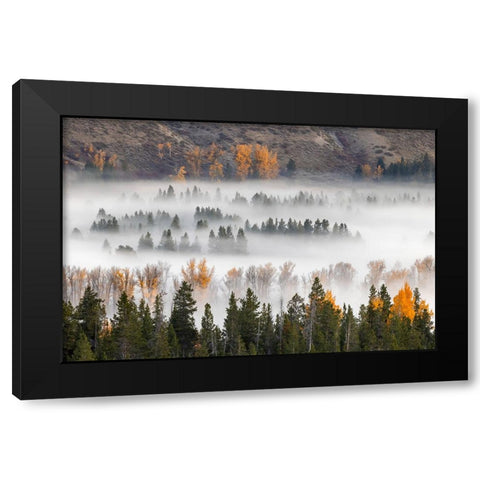Elevated view of aspen and cottonwood trees mist along Snake River-Grand Teton National Park-Wyoming Black Modern Wood Framed Art Print by Jones, Adam