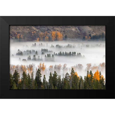 Elevated view of aspen and cottonwood trees mist along Snake River-Grand Teton National Park-Wyoming Black Modern Wood Framed Art Print by Jones, Adam