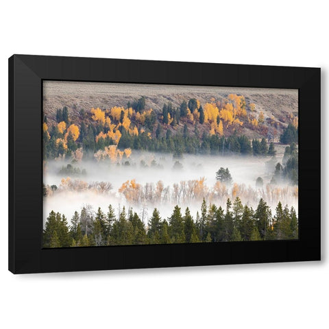 Elevated view of aspen and cottonwood trees mist along Snake River-Grand Teton National Park-Wyoming Black Modern Wood Framed Art Print by Jones, Adam