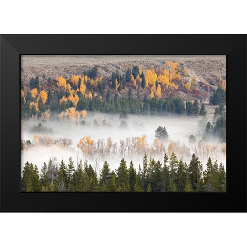 Elevated view of aspen and cottonwood trees mist along Snake River-Grand Teton National Park-Wyoming Black Modern Wood Framed Art Print by Jones, Adam
