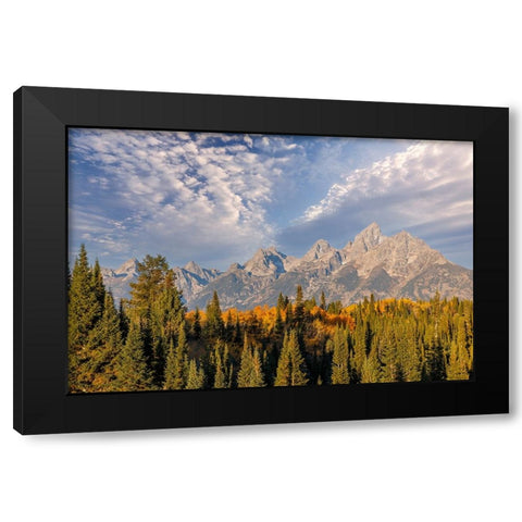 Golden aspen trees and Teton Range in early morning-Grand Teton National Park-Wyoming Black Modern Wood Framed Art Print with Double Matting by Jones, Adam