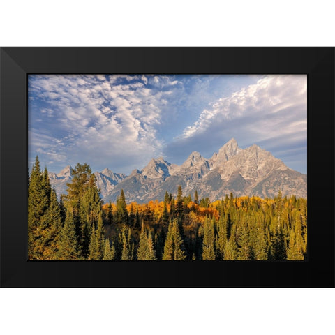Golden aspen trees and Teton Range in early morning-Grand Teton National Park-Wyoming Black Modern Wood Framed Art Print by Jones, Adam