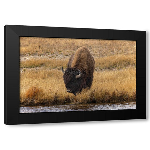 American Bison Yellowstone National Park-Wyoming Black Modern Wood Framed Art Print by Jones, Adam