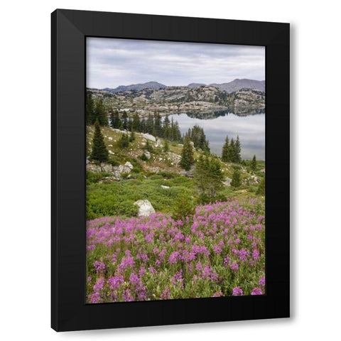 WY, Bridger NF, Fireweed grow by Island Lake Black Modern Wood Framed Art Print by Paulson, Don