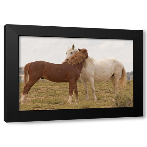Wyoming, Carbon Wild horses grooming each other Black Modern Wood Framed Art Print by Illg, Cathy and Gordon