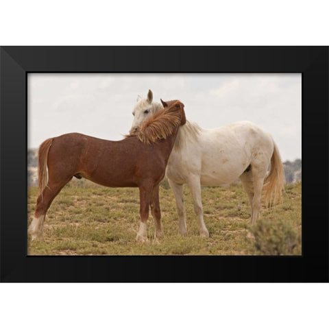 Wyoming, Carbon Wild horses grooming each other Black Modern Wood Framed Art Print by Illg, Cathy and Gordon