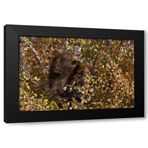 WY, Grand Tetons Black bear foraging for food Black Modern Wood Framed Art Print by Grall, Don