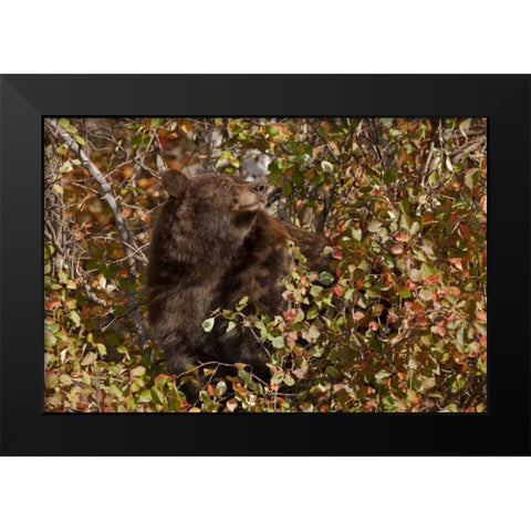 WY, Grand Tetons Black bear foraging for food Black Modern Wood Framed Art Print by Grall, Don