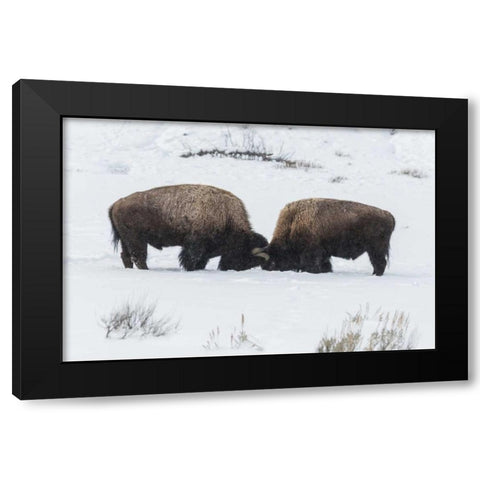 USA, Wyoming, Yellowstone NP Bison sparring Black Modern Wood Framed Art Print by Illg, Cathy and Gordon