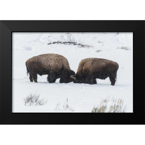 USA, Wyoming, Yellowstone NP Bison sparring Black Modern Wood Framed Art Print by Illg, Cathy and Gordon